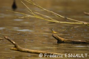 Bergeronnette des ruisseaux (Motacilla cinerea)