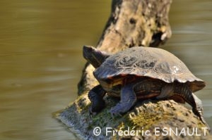 Tortue de Floride (Trachemys scripta elegans)