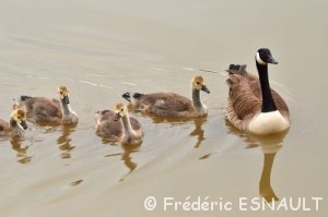 Bernache du Canada (Branta canadensis)