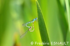 Agrion porte-coupe (Enallagma cyathigerum)