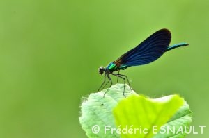 Calopteryx vierge (Calopteryx virgo)