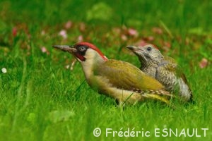 Pic vert mâle (Picus viridis)
