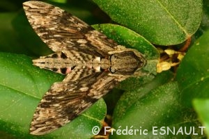 Sphinx du liseron (Agrius convolvuli)