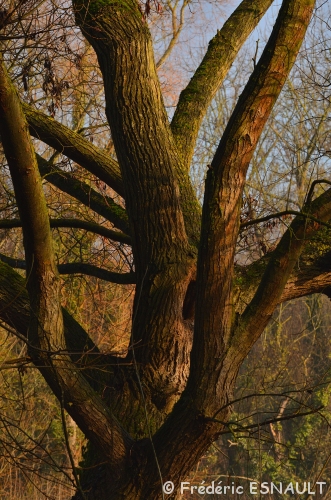 Saule pleureur (Salix babylonica)