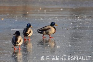 Canard colvert (Anas platyrhynchos)
