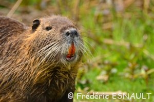 Ragondin (Myocastor coypus)
