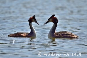 Grèbe huppé (Podiceps cristatus)