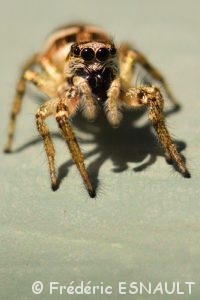 Araignée indéterminée