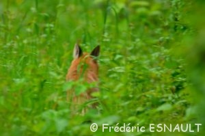 Renard roux (Vulpes vulpes)