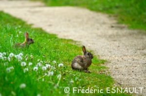 Lapin de garenne ou lapin commun (Oryctolagus cuniculus)