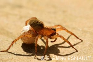Araignée indéterminée