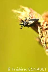 Araignée indéterminée