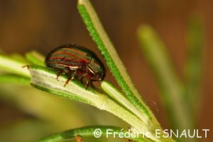 Chrysomèle du Romarin (Chrysolina americana)