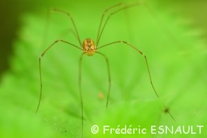 Opiliones ou Faucheuse (Opiliones)