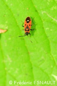 Faux-Gendarme (Melanocoryphus albomaculatus)