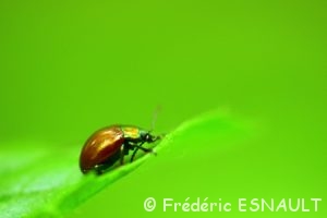 Chrysomèle polie (Chrysolina polita)