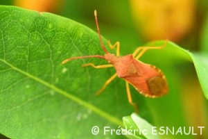 Punaise des noisettes (Gonocerus acuteangulatus)