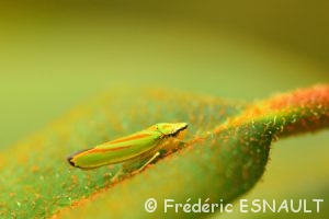 Cicadelle du Rhododendron (Graphocephala fennahi )