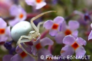Araignée-crabe Thomise (Misumena vatia)