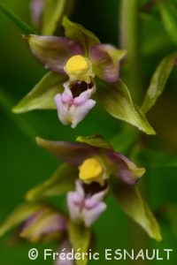 Épipactis à larges feuilles (Epipactis helleborine)