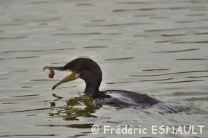 Cormoran commun (Phalacrocorax carbo)