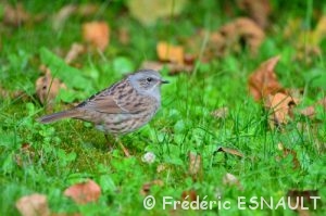 Accenteur mouchet (Prunella modularis)