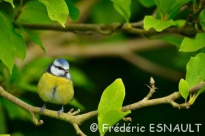 Mésange bleue (Cyanistes caeruleus)