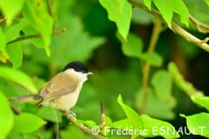 Mésange nonnette (Poecile palustris)
