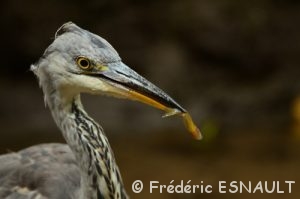 Héron cendré (Ardea cinerea)