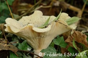 Leucopaxille (leucopaxillus sp.)