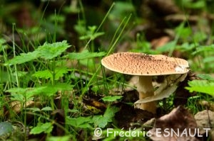 Golmotte (Amanita rubescens)