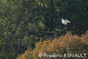 Grande Aigrette (Casmerodius albus)