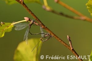 Lestes verts (Lestes viridis)