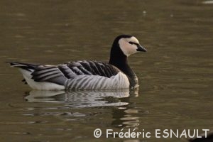 Bernache nonnette (Branta leucopsis)