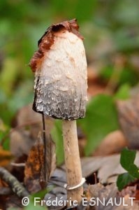 Coprin chevelu (Coprinus comatus)