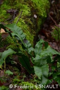 Langue-de-cerf (Asplenium scolopendrium)