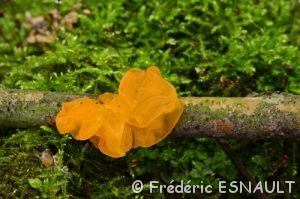 Trémelle mésentérique (Tremella mesenterica)