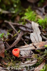 Pézize écarlate (Sarcoscypha coccinea)