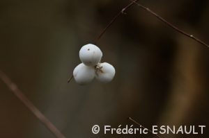 Symphorine (Symphoricarpos albus)
