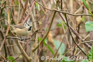 Mésange huppée (Lophophanes cristatus)