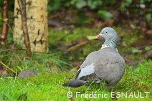 Pigeon ramier (Columba palumbus)