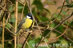 Mésange charbonnière (Parus major)