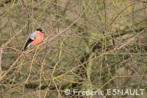 Bouvreuil pivoine (Pyrrhula pyrrhula)