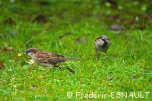 Moineau domestique (Passer domesticus)