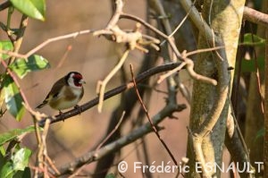 Chardonneret élégant (Carduelis carduelis)