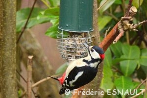 Pic épeiche (Dendrocopus major)