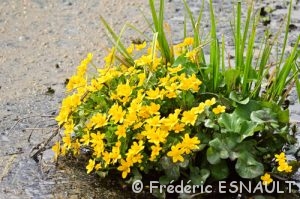 Populage des marais (Caltha palustris)