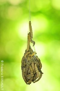 Hyponomeute du Saule (Yponomeuta rorrella)