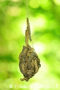 Hyponomeute du Saule (Yponomeuta rorrella)