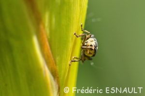Charançon de l'Iris des marais (Mononychus punctum-album)